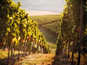 America’s Wine Industry Faces a Perfect Storm: Global Tariffs and Canada’s Retaliation Hit Hard