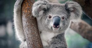Outrage Erupts as Australia Faces Backlash for ‘Sniper Shooting’ of Hundreds of Koalas: ‘It’s an Embarrassment
