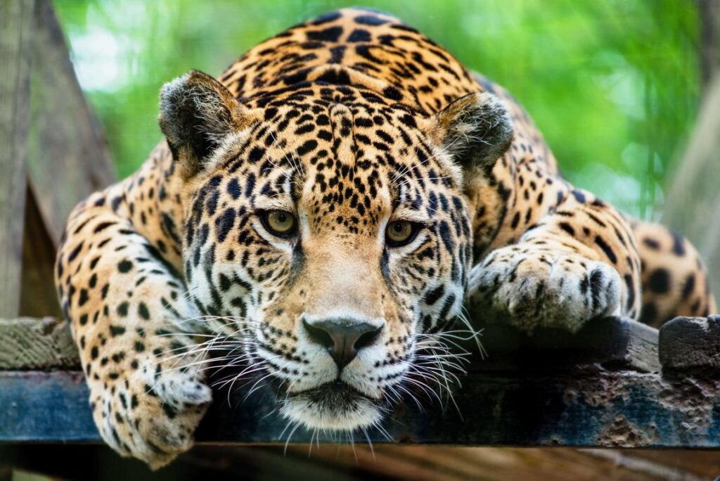 Unforgettable Adventures in Brazil’s Pantanal: Home to Majestic Jaguars and Vibrant Parrots!