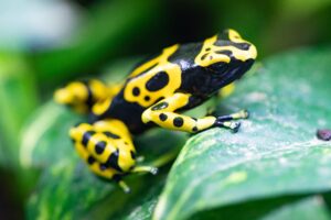 Newly Discovered Poisonous Frog Calls Relentlessly for Its Captured Mate in Brazil!
