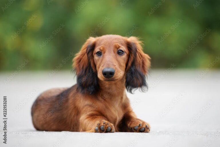 Valerie the Daring Dachshund: A Remarkable 529 Days on the Run Ends in a Joyful Reunion!