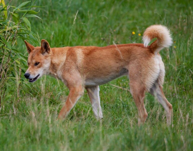 Dingoes: Australia’s Evolving Canine Marvels