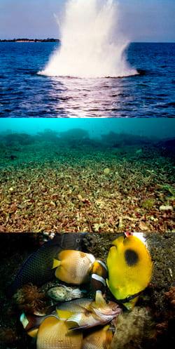NGOs Sound Alarm: France, Germany, and Italy Struggle to Combat Destructive Fishing Practices