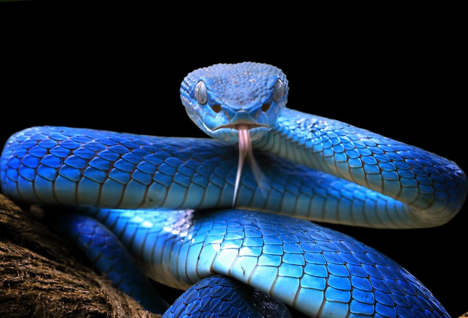 Unexpected Delay: A Snake Disrupts Japan’s Busiest Bullet Train Route!