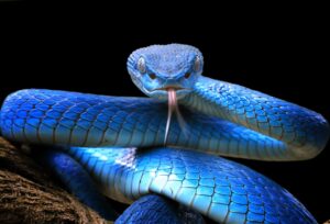 Unexpected Delay: A Snake Disrupts Japan’s Busiest Bullet Train Route!