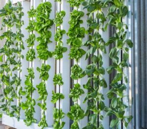 Planet Farms Unveils Ambitious £25 Million Vertical Farm Project in the UK!