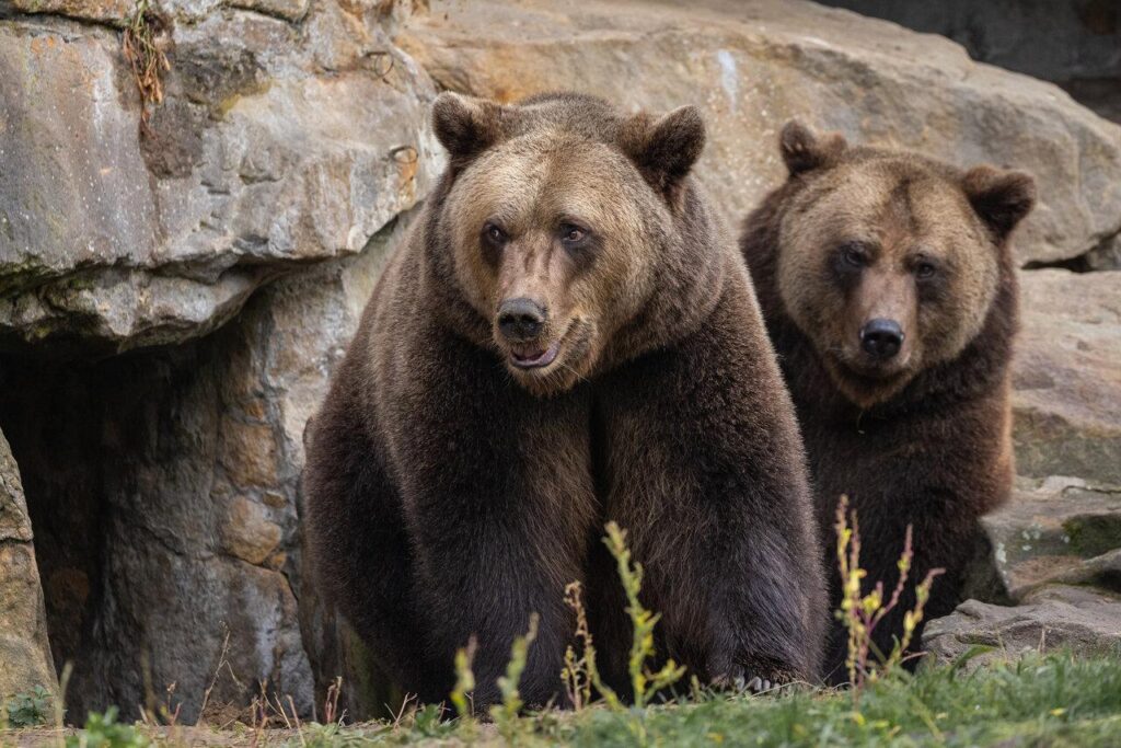 Tragic Encounter: Bear Killed After Fatal Attack on Man and His Dog in Florida