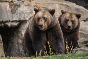 Tragic Encounter: Bear Killed After Fatal Attack on Man and His Dog in Florida