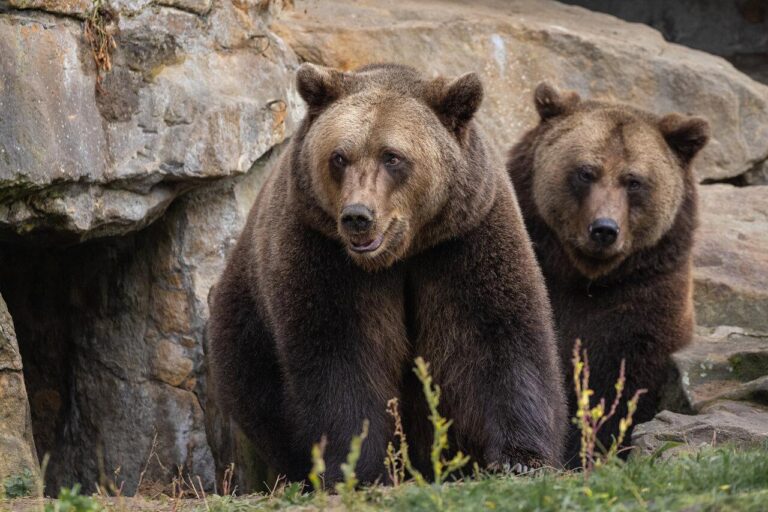 Tragic Encounter: Bear Killed After Fatal Attack on Man and His Dog in Florida