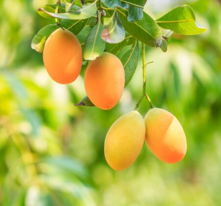 Discover Brazil’s Year-Round Mango Paradise: The Irresistible Palmer and Tommy Varieties!