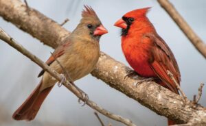 Cardinals, It’s Time to Make a Bold Choice: Embrace a MAGA Pope and Ignite the Prayer Revolution!
