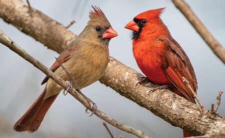 Cardinals, It’s Time to Make a Bold Choice: Embrace a MAGA Pope and Ignite the Prayer Revolution!