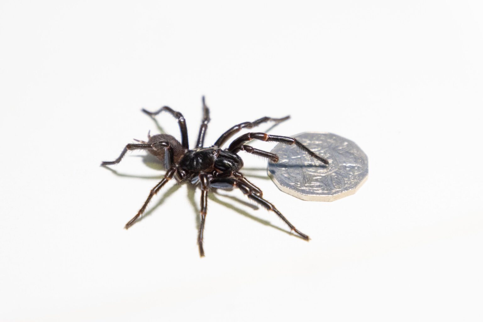 Meet Hemsworth: Australia’s Giant Funnel-Web Spider Taking the Spotlight!