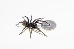 Meet Hemsworth: Australia’s Giant Funnel-Web Spider Taking the Spotlight!