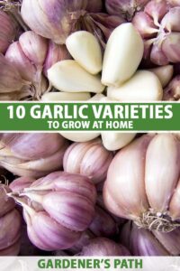 Saving a Rare Garlic Variety: One Woman’s Mission to Preserve a Culinary Treasure