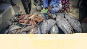 How Foreign Overfishing in Senegal Drives Migration to Spain
