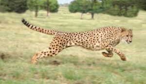 Australia’s 1932 Showdown: The Epic Battle Against a Speedy Land Animal Revealed!