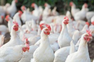 Japan Suspends Poultry Imports from Brazil Amid Bird Flu Outbreak