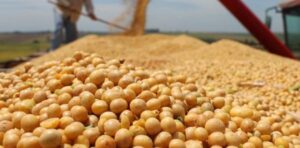 North Dakota Farmers Face a Shifting Soybean Market Amidst China’s Influence and Tariff Challenges