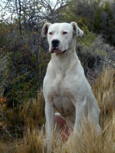 Discover the Heartwarming World of Argentina’s Beloved Dogs