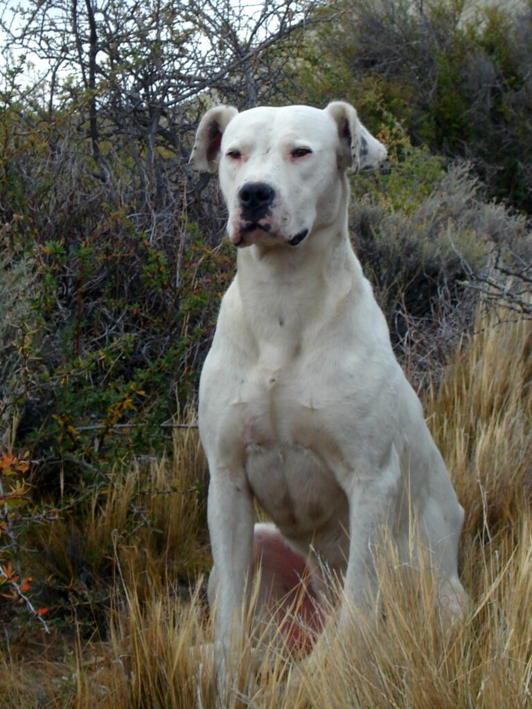 Discover the Heartwarming World of Argentina’s Beloved Dogs