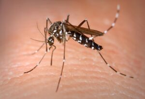 France Faces Rising Threat of Tropical Diseases as Tiger Mosquitoes Expand Their Reach