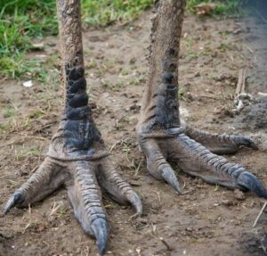 Uncovering the Heartbreaking Truth Behind the Viral Emu Toes Image Amid Australia’s Invasive Species Crisis