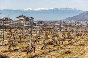 Uncorking Success: How Japan’s Winemaking Community Flourished in Just Ten Years