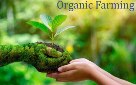 Reviving Rural France: The Transformative Power of Chemical-Free Farming