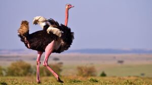 RFK Jr. and Dr. Oz Rally to Save Ostriches on Canadian Farm Battling Avian Flu