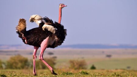 RFK Jr. and Dr. Oz Rally to Save Ostriches on Canadian Farm Battling Avian Flu
