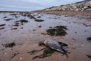 Bird Flu Detected in Wild Bird in Brazil, Authorities Probe Possible Outbreak on Commercial Farm