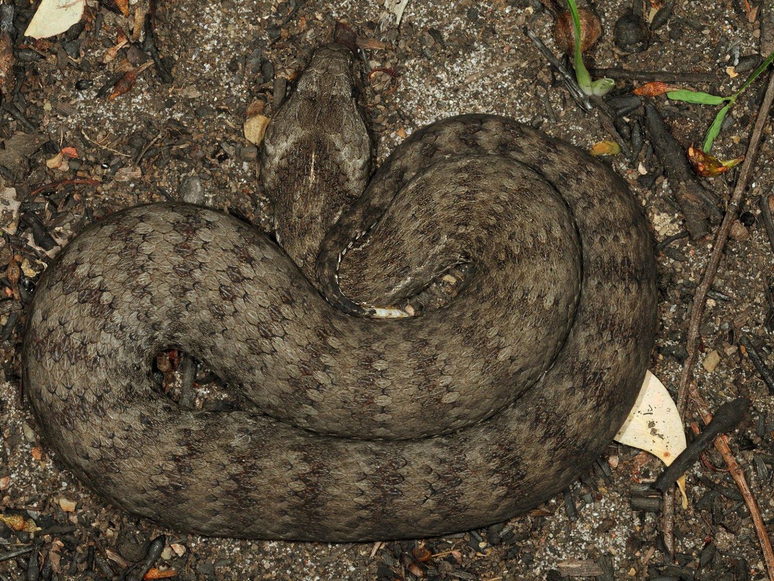 The Poison Paradox: How Australia’s Most Dangerous Animals Are Saving Lives Through Medicine