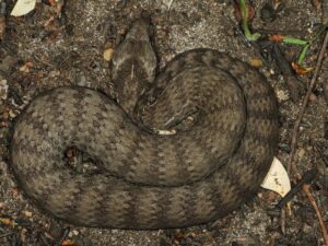 The Poison Paradox: How Australia’s Most Dangerous Animals Are Saving Lives Through Medicine