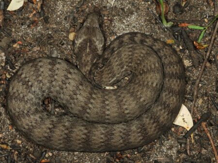 The Poison Paradox: How Australia’s Most Dangerous Animals Are Saving Lives Through Medicine