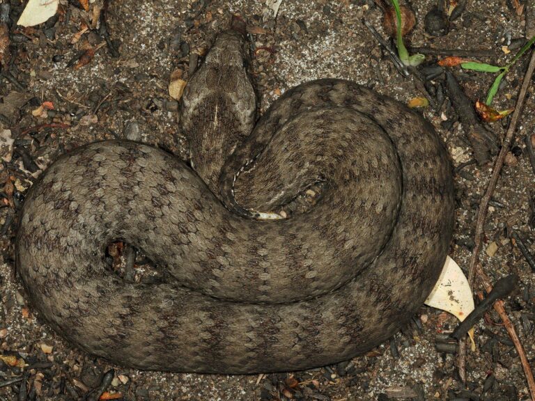 The Poison Paradox: How Australia’s Most Dangerous Animals Are Saving Lives Through Medicine