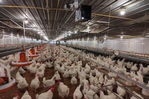 Thai Poultry Industry Poised for Growth as Brazil’s Bird Flu and Lower Feed Costs Create New Opportunities