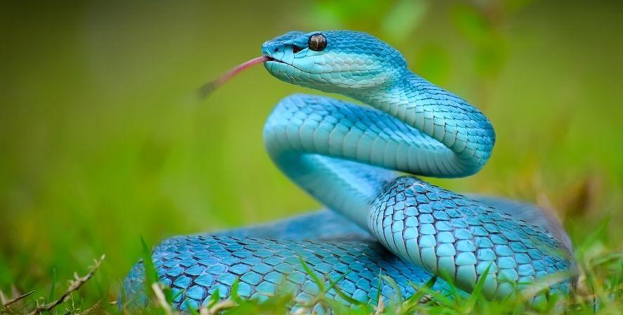 Snakes on a Plane Uncover Shocking Thailand-India Trafficking Network: Alarming Details Revealed