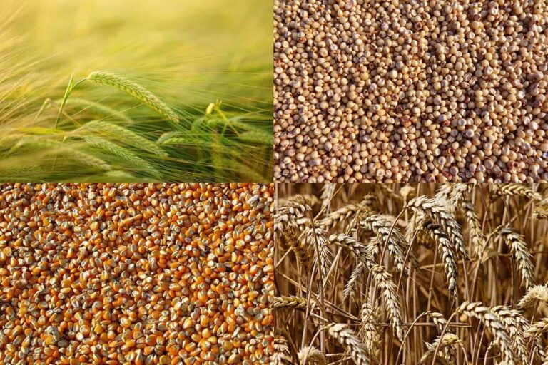 New Vietnam-U.S. Trade Deal Poses Challenge to Argentina’s Grain Supremacy, Warns Rosario Exchange
