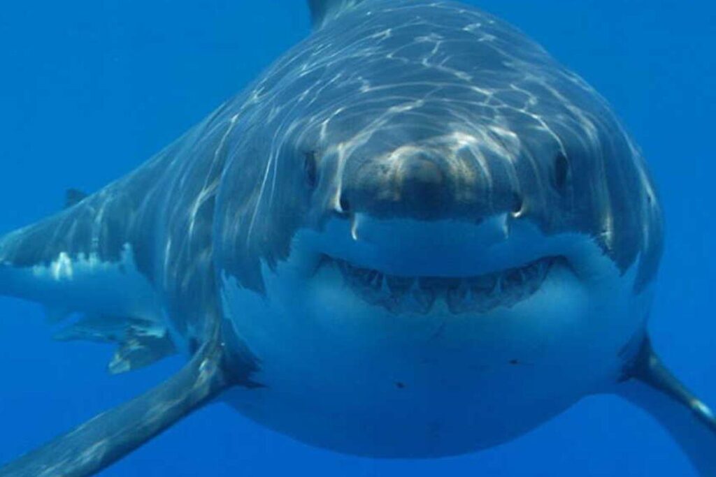 Massive Great White Shark Makes a Spectacular Comeback Off North Carolina Coast