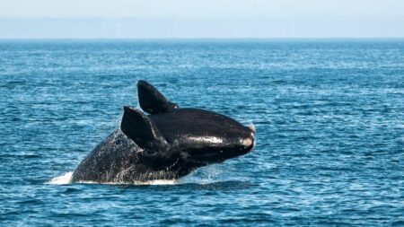 Protecting North Atlantic Right Whales: How We Can Prevent Vessel Collisions in the Gulf of St. Lawrence