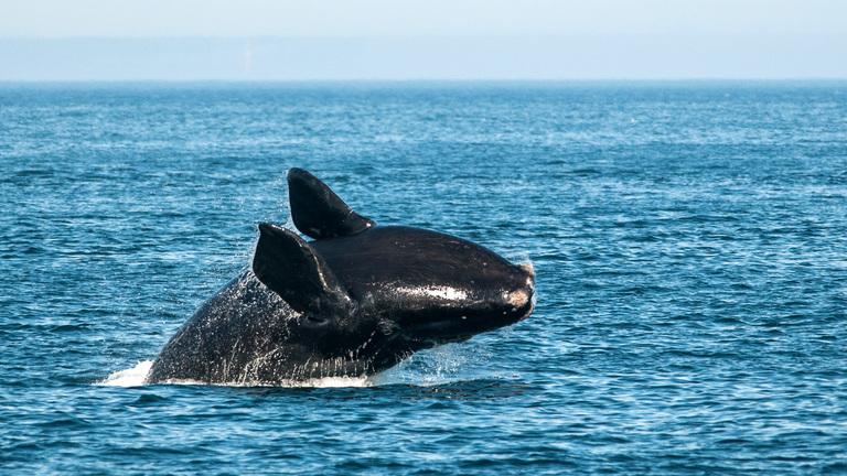 Protecting North Atlantic Right Whales: How We Can Prevent Vessel Collisions in the Gulf of St. Lawrence