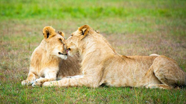 Lions vs Argentina: Kick-Off Time, Team News, TV Info, and Everything You Need to Know