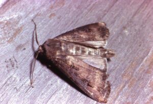 This Australian Moth Might Be the First Insect Ever Found to Navigate by Starlight