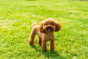 Rare Poodle Joins Lifeguard Team in Spain, Making Waves with Unique Skills