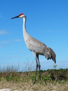 Sandhill Cranes Welcome a Canada Gosling, Forming an Unlikely and Heartwarming Feathered Family