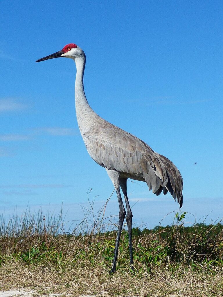 Sandhill Cranes Welcome a Canada Gosling, Forming an Unlikely and Heartwarming Feathered Family