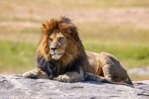 Catch the Lions vs Argentina Live: TV Channels and Streaming Details for the 2025 Dublin Tour Kickoff