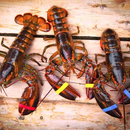 Fresh Newfoundland Lobsters Set Sail for Spain as Exporters Seize Exciting New Opportunities