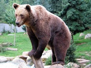 Bears Pull Off Daring Escape from UK Wilderness Park